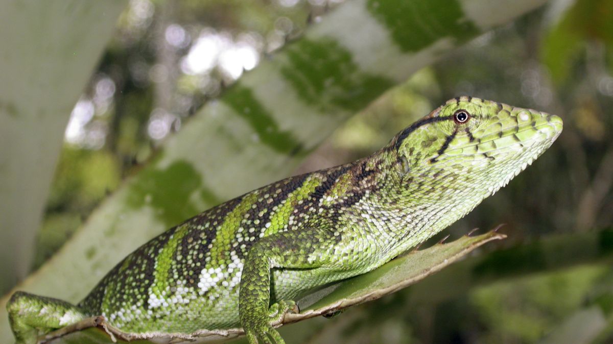 Zoopark Zájezd otevřel v pavilonu Latinská Amerika nový tropický skleník